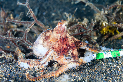 A long arm octopus crawls across garbage on the seabed