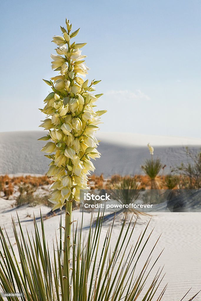 Monumento nacional de White Sands - Foto de stock de Aire libre libre de derechos