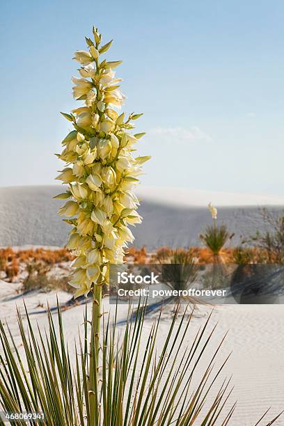 Monumento Nacional De White Sands Foto de stock y más banco de imágenes de Aire libre - Aire libre, Arbusto, Arbusto Tropical