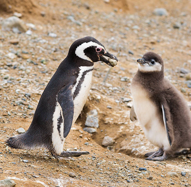 istock Walking Magellan Penguin Holding Stone in Beak 468070667
