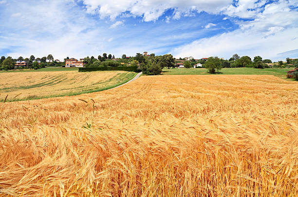 Wheat field, France Provence landscape, France france village blue sky stock pictures, royalty-free photos & images
