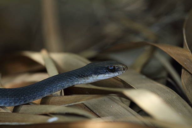 Everglades Racer 70+ Everglades Racer Foto Foto Stok, Potret, & Gambar Bebas Royalti ...