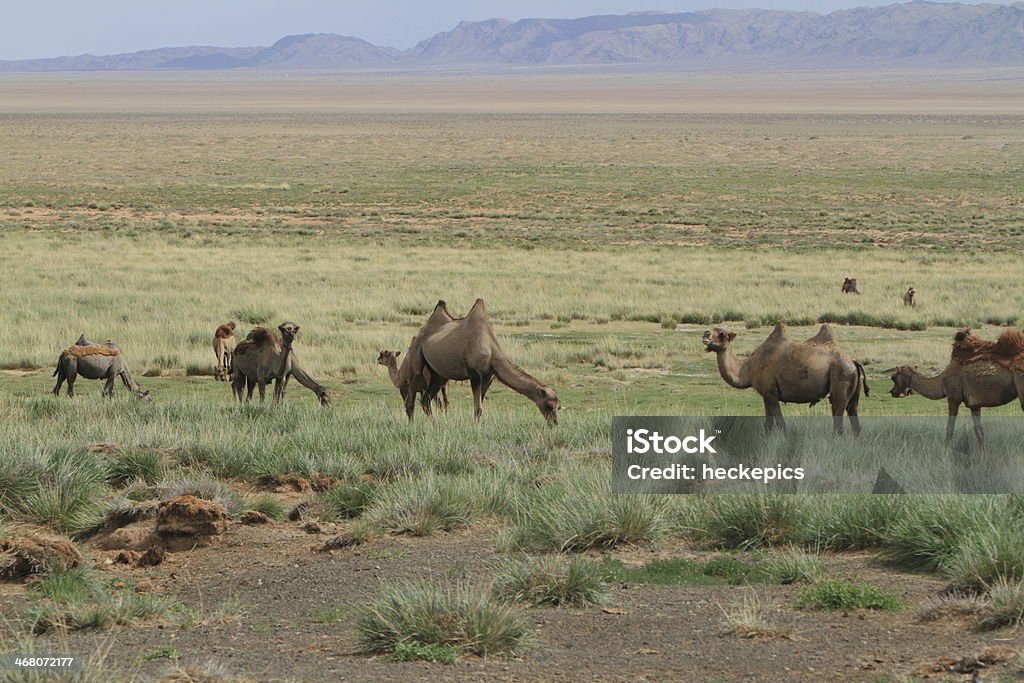 Kamele in der mongolischen 스텝 지대 - 로열티 프리 0명 스톡 사진