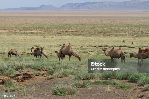 Kamele In Der Mongolischen 스텝 지대 0명에 대한 스톡 사진 및 기타 이미지 - 0명, 경관, 고비 사막