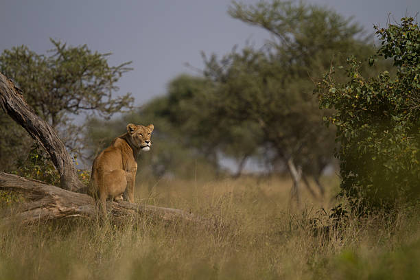 istock Lioness on the lookout 468072192
