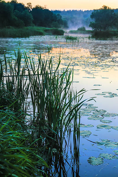 river bank grassed at sunrise