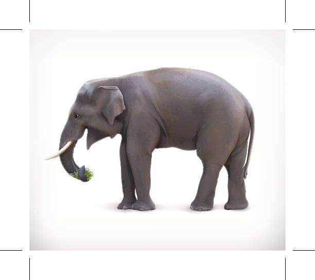 코끼리, 벡터, 일러스트 - elephant animal isolated white background stock illustrations