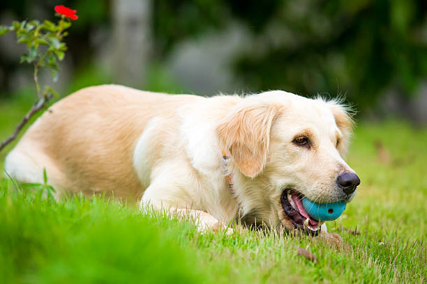 istock Golden Retriever on meadow. 468074654