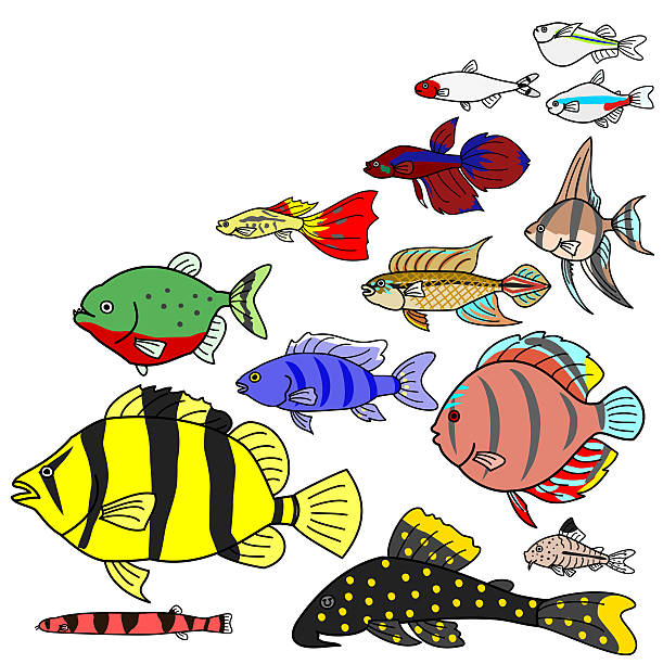 freshwater Tropical fish species freshwater Tropical fish species. loricariidae stock illustrations
