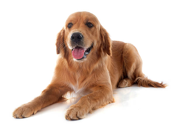 istock young golden retriever 468078838