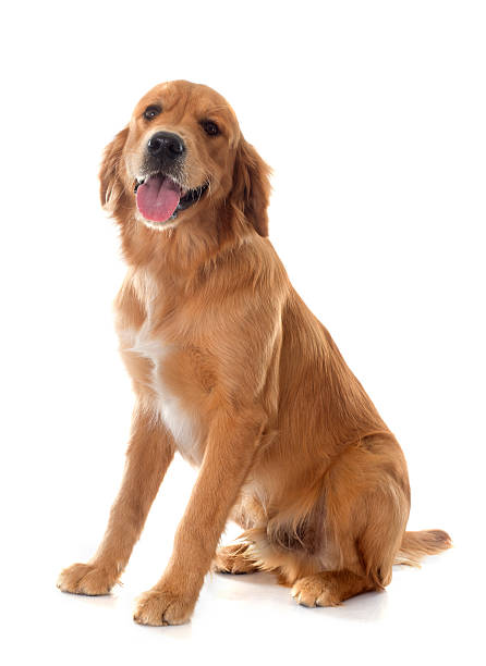 istock young golden retriever 468078850