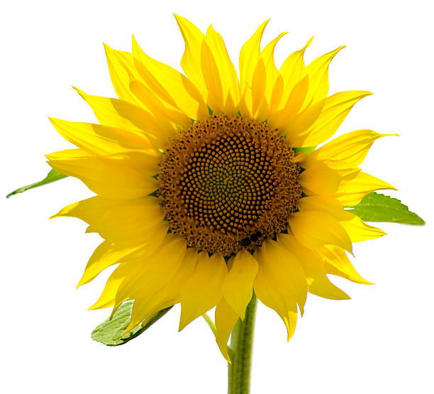 Sunflower isolated on white background. stock photo