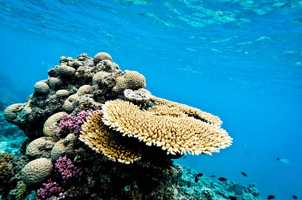 Coral of Australia's Great Barrier Reef An underwater shot of some of the plate coral in shallow waters at Swains Reef on Australia's Great Barrier Reef. great barrier reef coral stock pictures, royalty-free photos & images