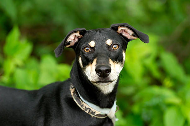 istock Dog Staring Curiously and Wondering 468079714