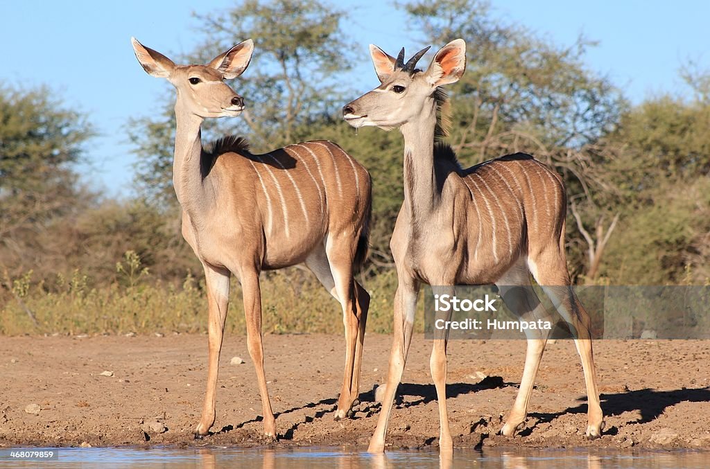 Kudu Antelope-African Grey Geister - Lizenzfrei Afrika Stock-Foto