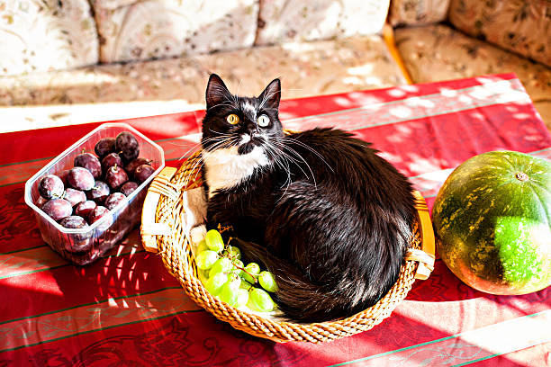 cat yacer en canasta de frutas - plum yellow eating beauty and health fotografías e imágenes de stock