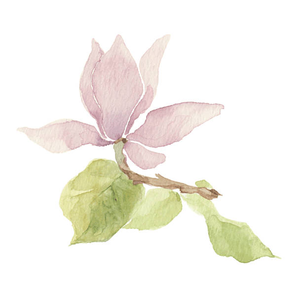 ilustrações, clipart, desenhos animados e ícones de magnolia isolada em um branco em aquarela background.vector, ilustração feita à mão. - magnolia blossom flower single flower