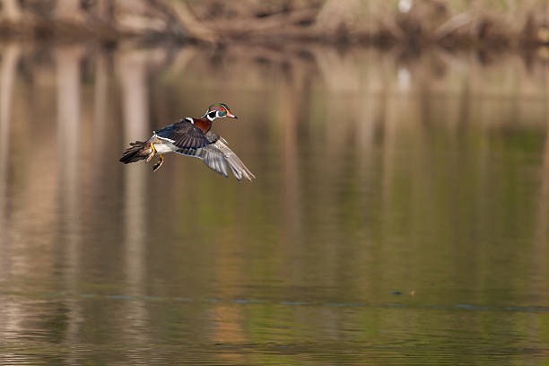 istock Male wood duck in flight 468089861