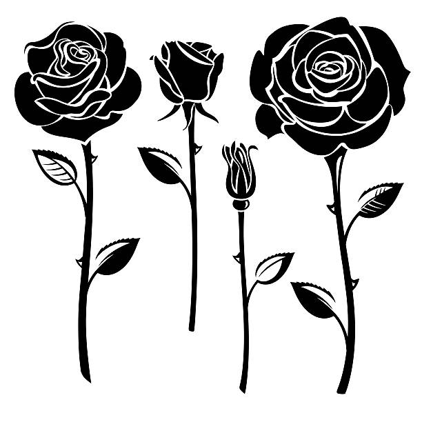 Roses vector art illustration