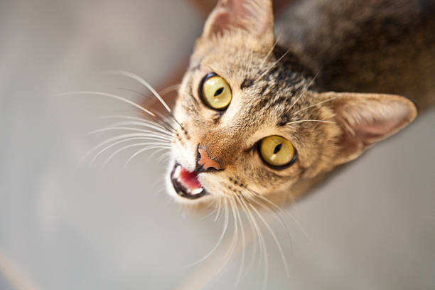 istock Street cat looking up crying 468092360