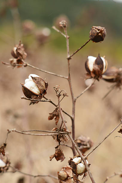 istock Cotton in field ready for harvest 468094017