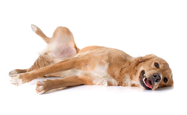 cansado golden retriever - dog golden retriever lying down isolated imagens e fotografias de stock