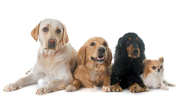cuatro perros - four animals fotografías e imágenes de stock