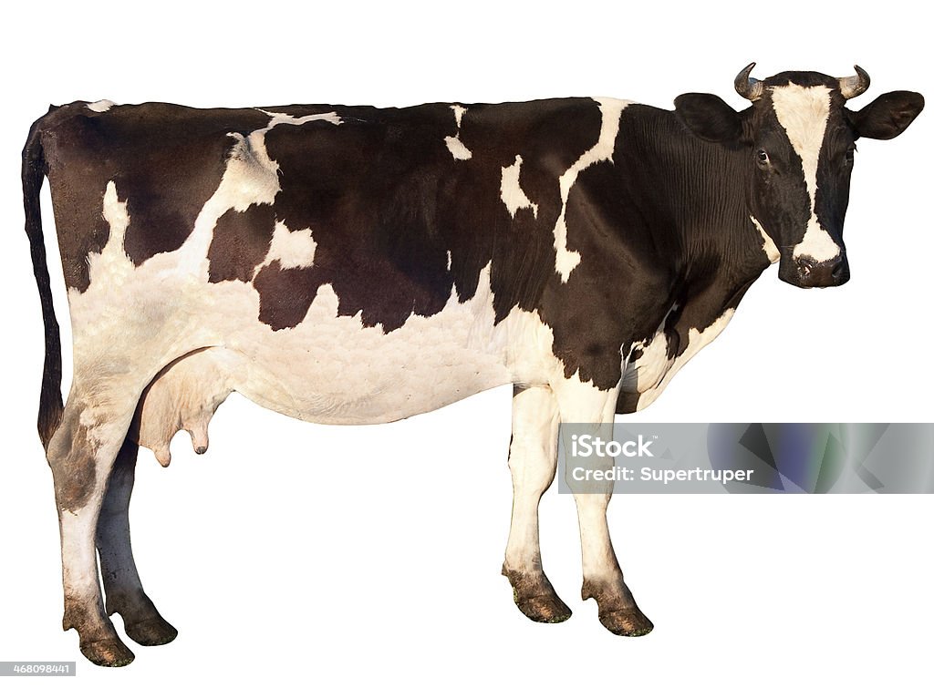 Cow is isolated Cow is isolated on a white background Agriculture Stock Photo