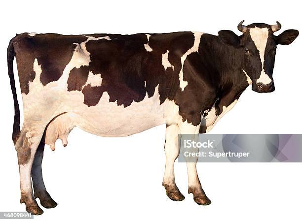 Cow Is Isolated Stock Photo - Download Image Now - Agriculture, Animal, Animal Body Part