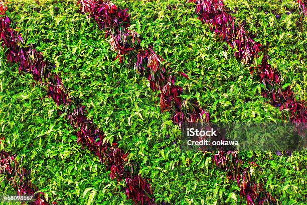 Hojas Verdes Fondo De Pared Foto de stock y más banco de imágenes de Aire libre - Aire libre, Arbusto, Campo - Tierra cultivada