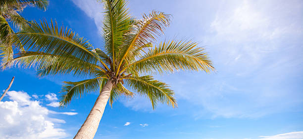 istock Coconut Palm tree on the sandy beach background blue sky 468098731