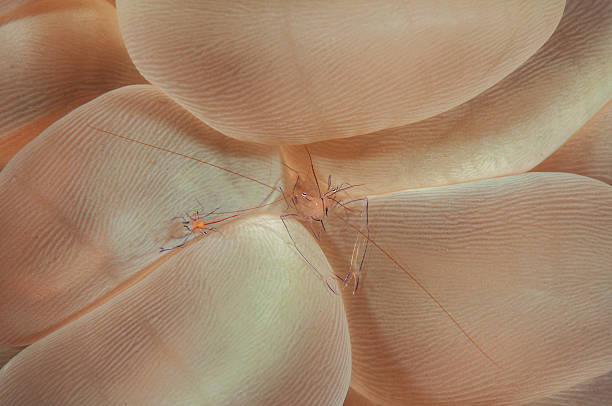 istock Bubble coral shrimp Vir philippinensis 468099424