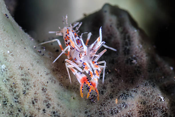 istock 1cm long Tiger Shrimp on a sponge 468099456