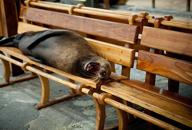 Sea lion yawning on park bench in the galapagos islands