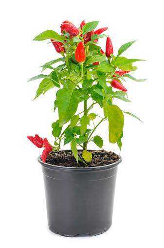 a plant of capsicum annuum with small red peppers in a black plant pot on a white background