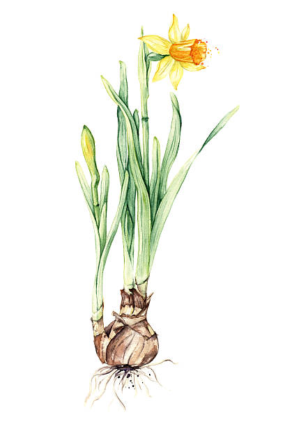 Daffodil spring flower or narcissus, watercolor illustration