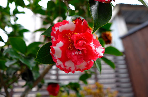 kamelia japonica (theacaeae), otome, różowy perfekcja - camellia day nobody single flower zdjęcia i obrazy z banku zdjęć