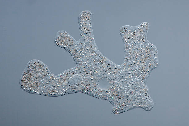 Diffluens 220+ Contractile Vacuole Foto Foto Stok, Potret, & Gambar Bebas Royalti ...