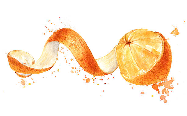 오렌지 껍질 깐 과일, 바람개비 쥐젖 격리됨에, 워터컬러 - peeled orange fruit tangerine stock illustrations