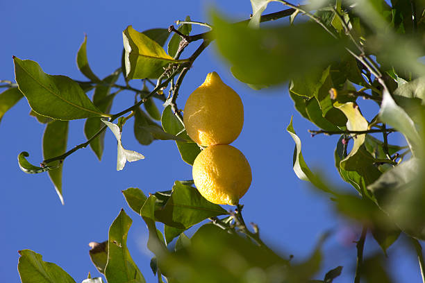 istock Green lemon tree with yellow juicy lemons 468102916