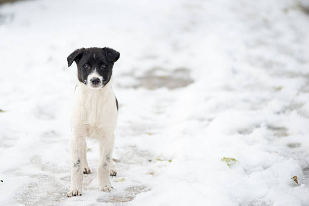 Homeless dog in the snow