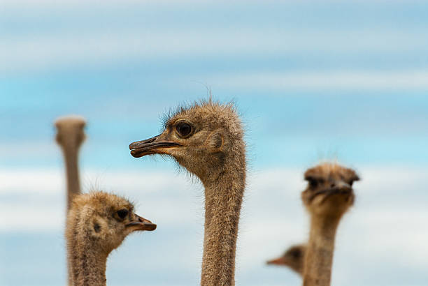 istock herd of ostrichs 468103482