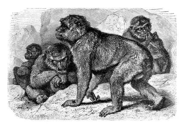 Barbary macaque Barbary macaque barbary macaque stock illustrations