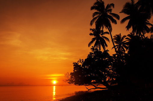 beach with palm in sunset with red sky