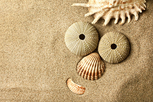 funny face in the sand, empty space left side