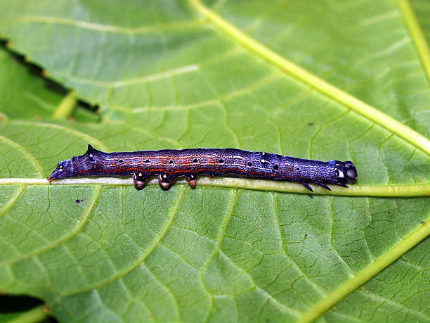 istock Caterpillar of the tropical butterfly 468106931