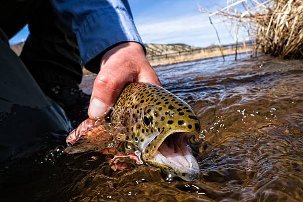 istock Brown Trout Closeup in Water 468107010