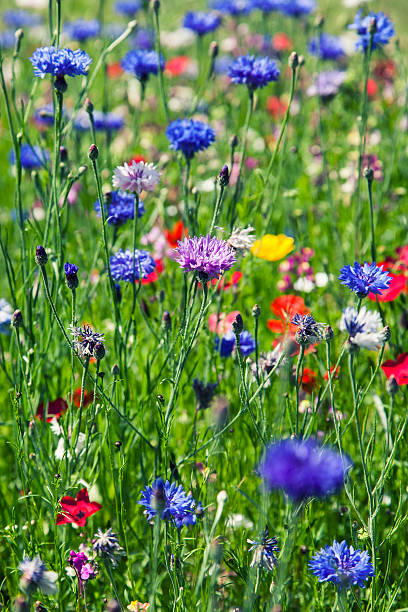 istock spring wild colorful flowers ,bokeh heart background 468107312