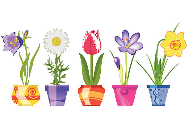 illustrations, cliparts, dessins animés et icônes de fleurs de printemps en pots, isolé sur fond blanc, illustration vectorielle - chamomile chamomile plant flower herb
