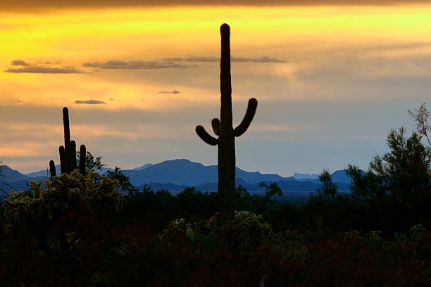 istock Sonoran Desert Sunset with Saquaro Cactus 468107843